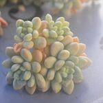 ダフニ　手に持っているのが1ヶです＊カット苗・韓国苗・多肉植物
