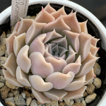 人気原種！★ヒアリナサンルイスデラパス 実生 多肉植物 ケーレス 自家実生苗