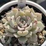 人気レア品種！★雪つぼみ 多肉植物 自家栽培 国産
