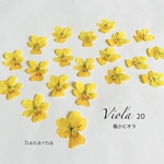 🌼蝶々のような…極小ビオラ　＊ 押し花