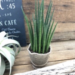 ミカド♡高価で希少♡バキュラリス♡サンスベリア♡インテリア♡多肉植物♡ガーデニング