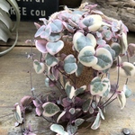 レディーハート♡斑入りハートカズラ♡垂れ下がり♡多肉植物