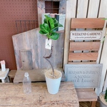 現品のみ♡【くねっとフィカス バンビーノ】個性的なオシャレな観葉植物♪ナチュラルグリーンインテリア！