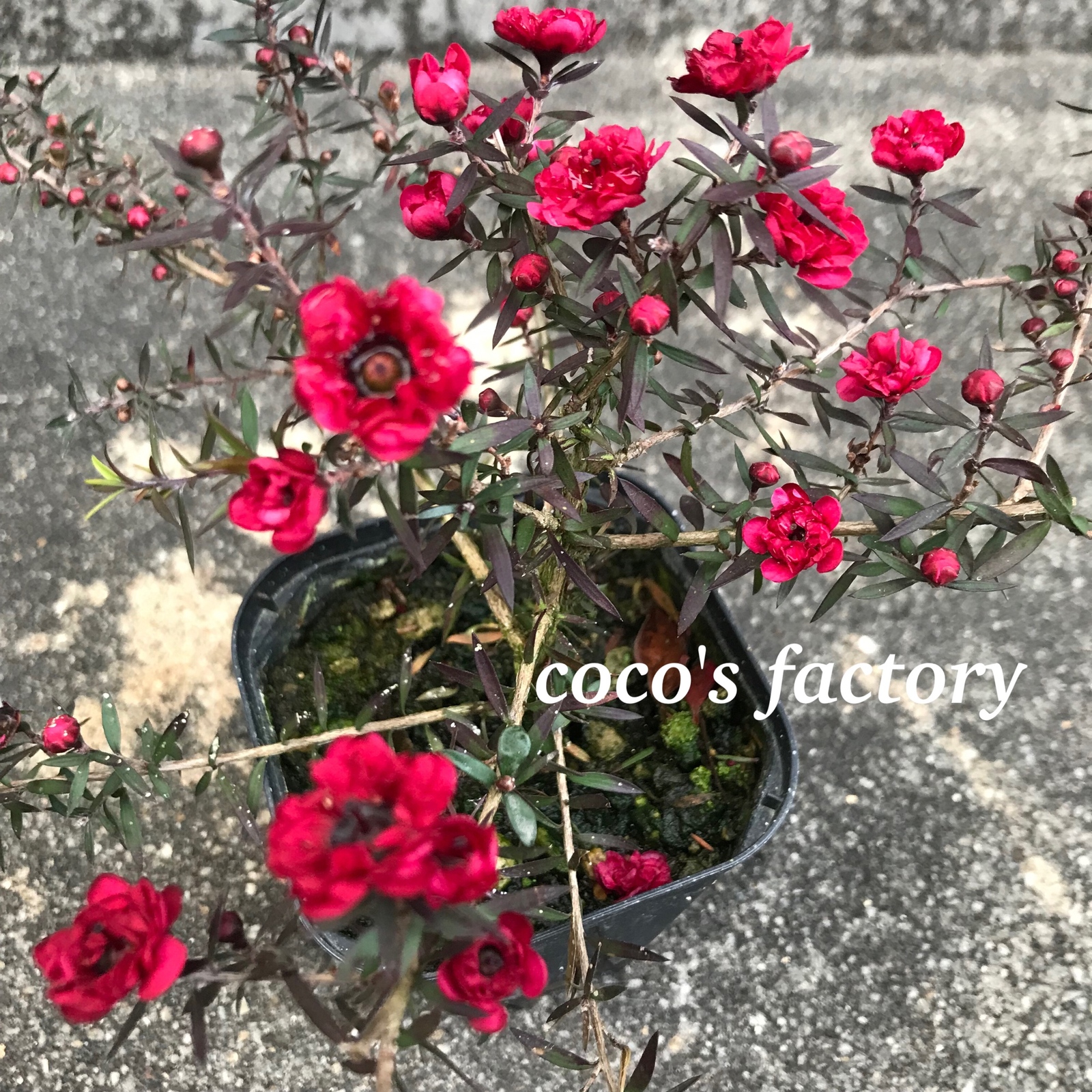 送料込】可愛い♡江戸椿♡紅荒獅子(ベニアラジシ)♡鉢ごと発送