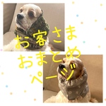 おまとめページ★2点　犬用スヌード　中型犬用スヌード