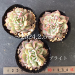 多肉植物　ブライト
