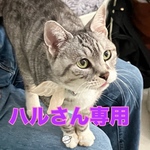 ハルさん専用出品、モノクロ猫ちゃんのイヤリング
