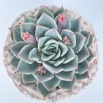 ラジョアイム＊エケベリア＊多肉植物＊レア＊カット苗＊lovely