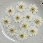 マトリカリア八重(押し花)