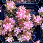 新品種‼️ レッドベリー錦　斑入り　セダム　韓国苗　多肉植物