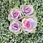 ウエストレインボー　4頭根付き　エケベリア　韓国苗　多肉植物