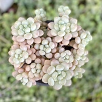 キャビア　大群生根付き　エケベリア　韓国苗　多肉植物