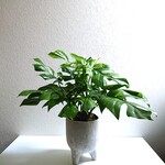 ●数量限定●新作●　希少　大きめ　”コンパクトなモンステラ　ミニマ（L）　スタンド鉢カバーセット（アッシュグレー）”　観葉植物　インテリア　北欧　ヒメモンステラ　ギフト　プレゼント　おしゃれ