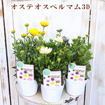 🌷花苗 オステオスペルマム 3D ブルーベリーシェイク 3.5号ポット(10.5cm) 多年草 春の花 よく咲く🌷