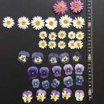 押し花 特別オーダー品 NO.284