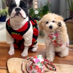 ハーネス リードセット☆ パピーハーネス 子猫ちゃんハーネス　子犬ちゃんハーネス　