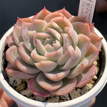 交配実生苗！★桜子×ブルーベリームーン 多肉植物 エケベリア交配 自家受粉 実生