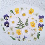 押し花素材393　小花のミックスセット　イエロー　ホワイト　ネイビー　グリーン