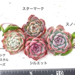 ◎ピンク系 多肉植物 カット苗詰め合わせ 多肉弁当　次回2/19発送◎