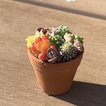 多肉植物 寄せ植え そのまま飾れる❁¨̮ミニ陶器鉢