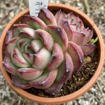 多肉植物 ボリアナ　多肉植物　韓国苗