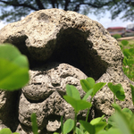 石地蔵(合掌)