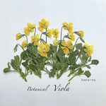 🎵Botanical  極小ビオラ  ＊ 押し花