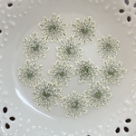 レースフラワー1 (押し花)