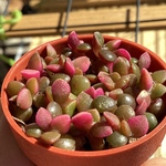 桜吹雪 抜き苗 5本