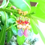 🆕染まる雫(再販) 〜チェコドロップ&ファルファーレ〜