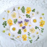 押し花素材401　小花のミックスセット　イエロー　ホワイト　グリーン