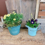 お得な2個セット！現品のみ♡マーガレット&クローバー、ビオラ寄せ植え！ブルーグリーン系ブリキ鉢！