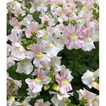 宿根ネメシア「フェアリーマーブルピンク」花苗