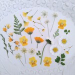押し花素材404　小花のミックスセット　イエロー　ホワイト　オレンジ　グリーン