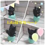 Lila様専用ページ（オーダー品になります）