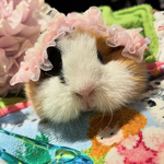 モルモット・小動物用　ヘッドドレス