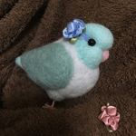 マメルリハ インコ ブルー
