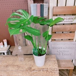 超お買い得♡【モンステラ】育てやすい人気の観葉植物♪ナチュラルインテリア！大きめ葉っぱのグリーン