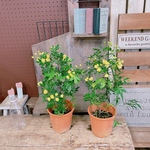 春♡入荷しました！モッコウバラ♡【毎年楽しめる可愛い小輪ミニ薔薇】イエローミニバラ