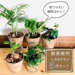 【大人気】観葉植物5点セット　ガジュマル　ポトス　アイビー　テーブルヤシ　アイビー　木の香りがする鉢　3号　インテリア