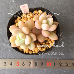 多肉植物　クィーンズボウル