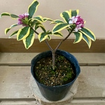 花木 庭木  斑入り沈丁花（ジンチョウゲ）　前島