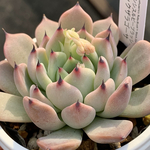 交配実生苗！★チワワエンシスルビーブラッシュ×ブラックザラゴーサ 多肉植物 エケベリア交配 自家受粉 実生