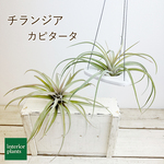 チランジア　カピタータ