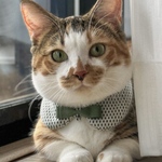 『パリジャン』おめかし猫さんのための＊付け襟首輪 〜播州織シリーズ〜