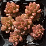 ホワイトストーンクロプ　多肉植物