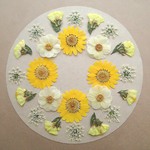 押し花セット㉙＜組み立てのお花＆ノースポール＆スターチス他＞