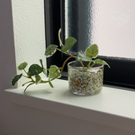 【本物そっくり枯れない観葉植物】ミニ　フェイクグリーン　葉　水やり無し　枯れない　虫つかない　世話いらず