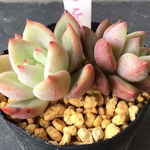 多肉植物　ホワイトシャンペン
