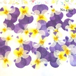 ♡new♡送料無料 ☆ビオラ☆ 押し花セット